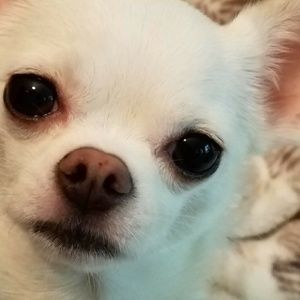 Meet your Posher, Rosie